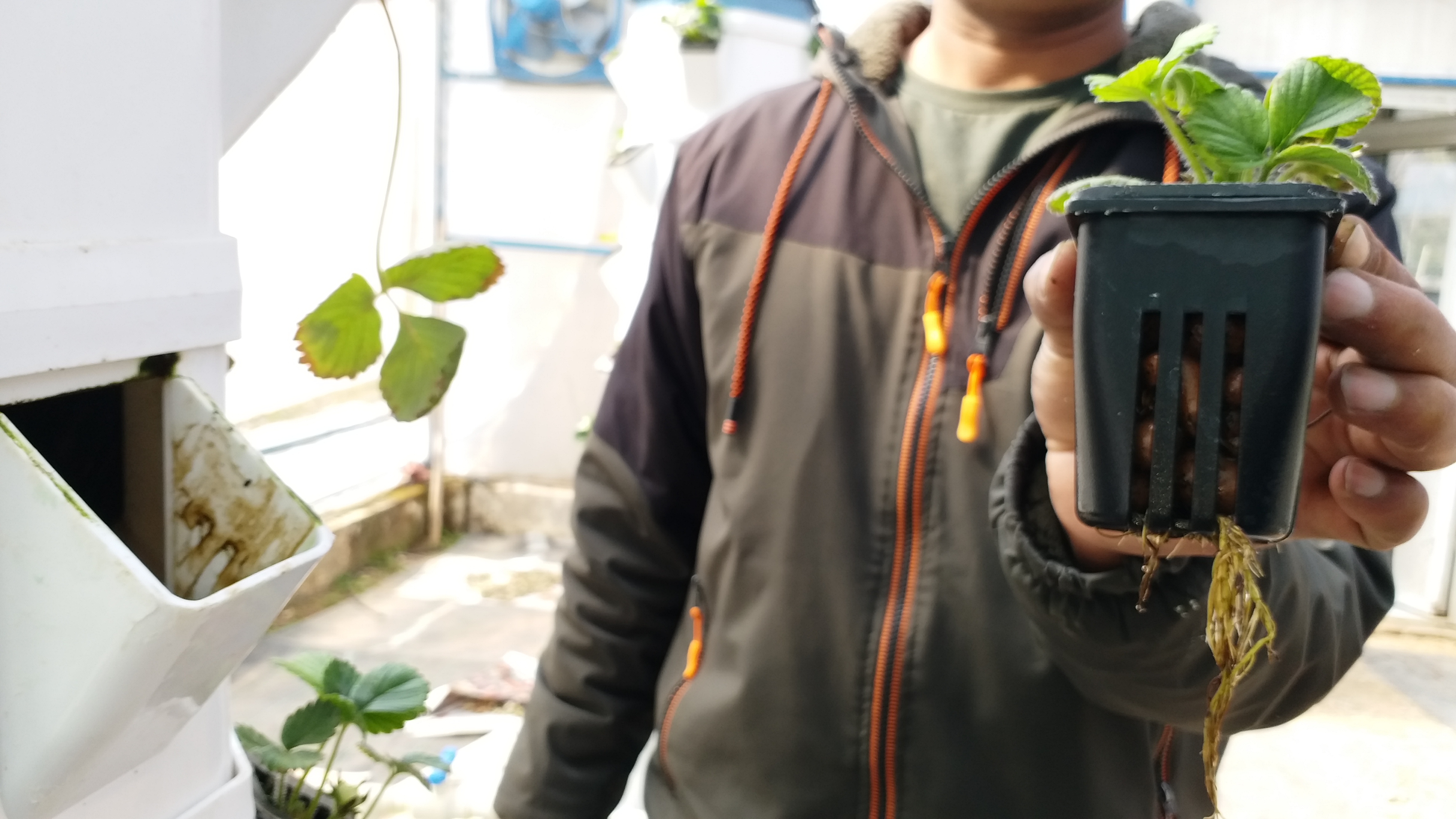 Hydroponic Techniques in Himachal