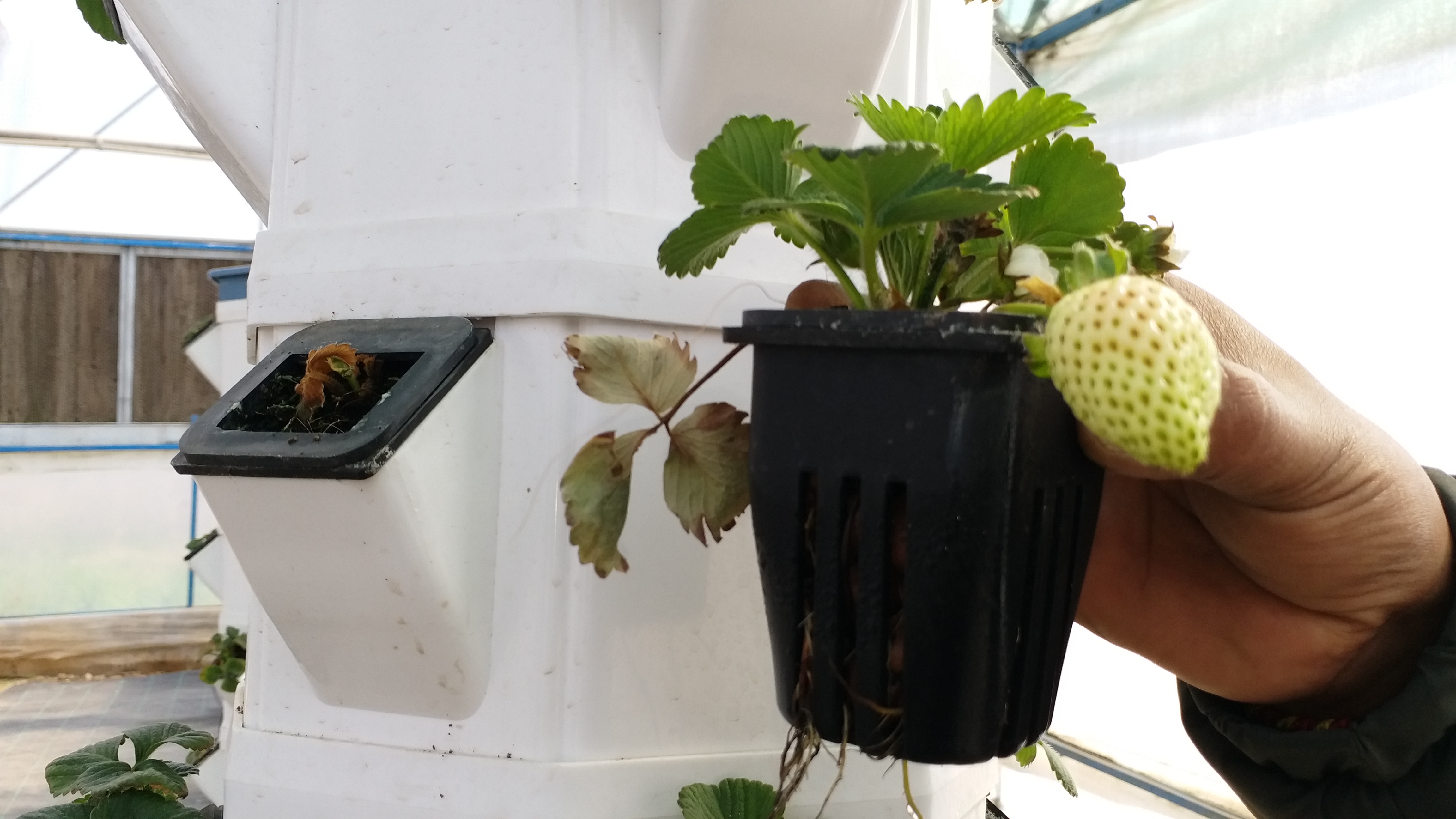 Hydroponic Techniques in Himachal