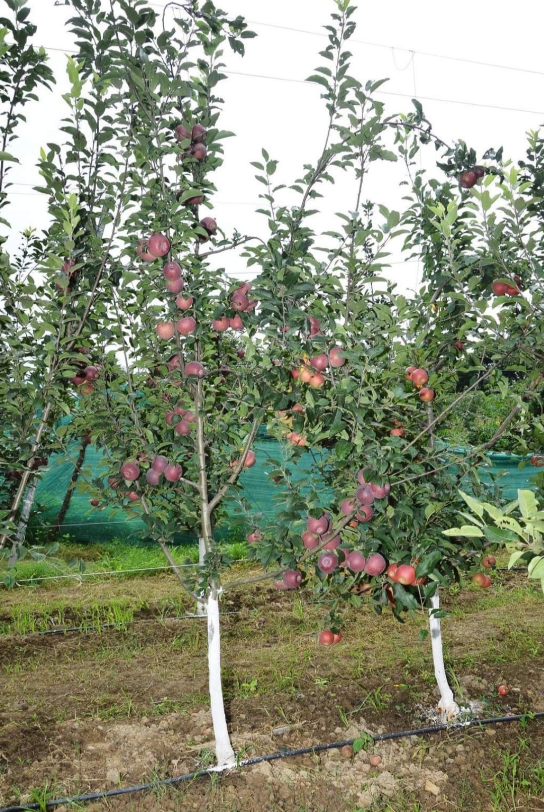 apple trees