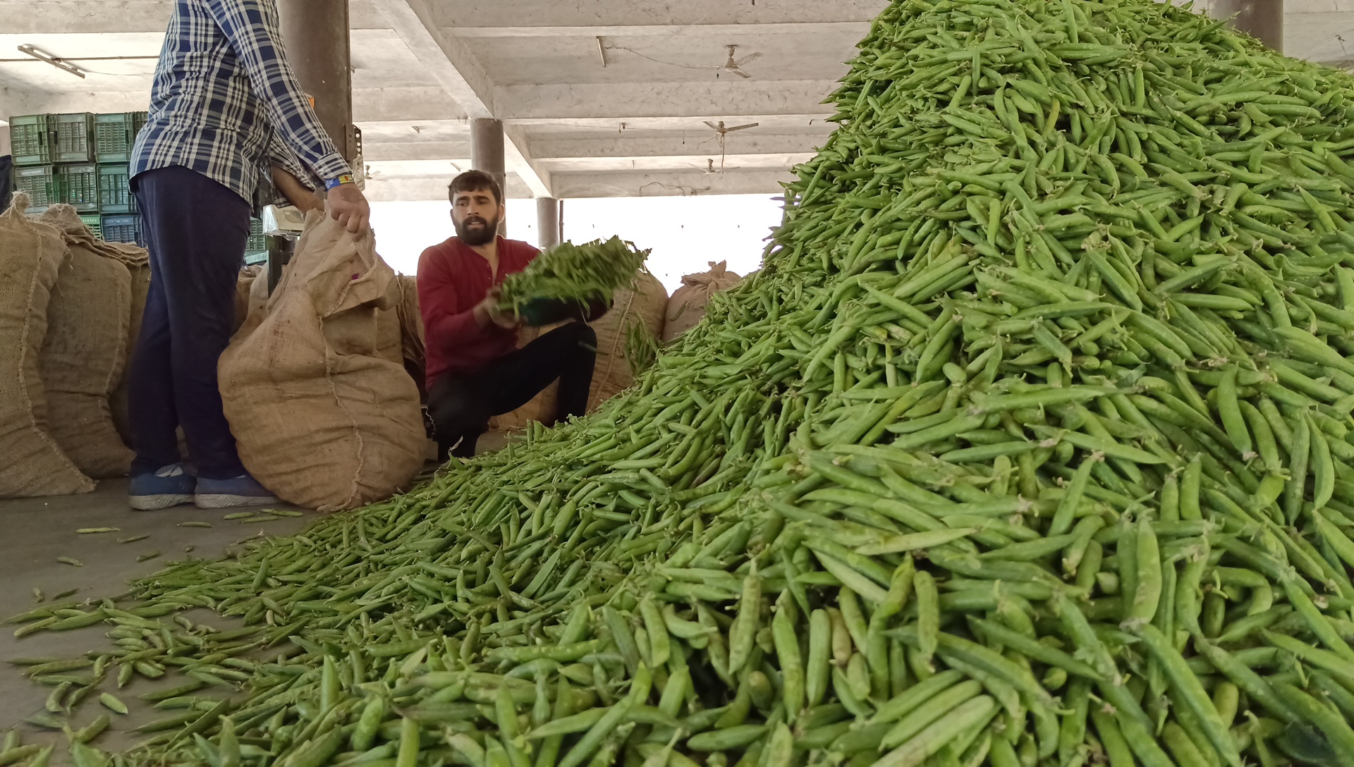 Vegetable prices fall in Sabji Mandi Solan
