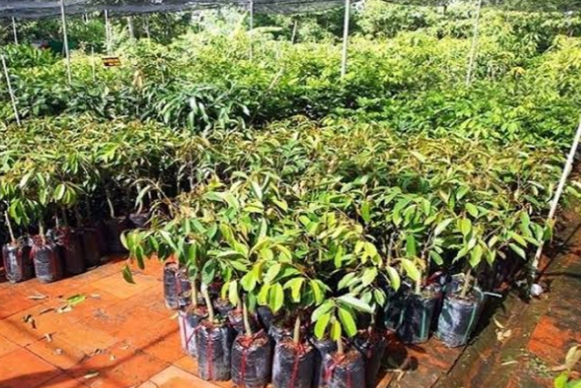 fruit plants sale in Solan