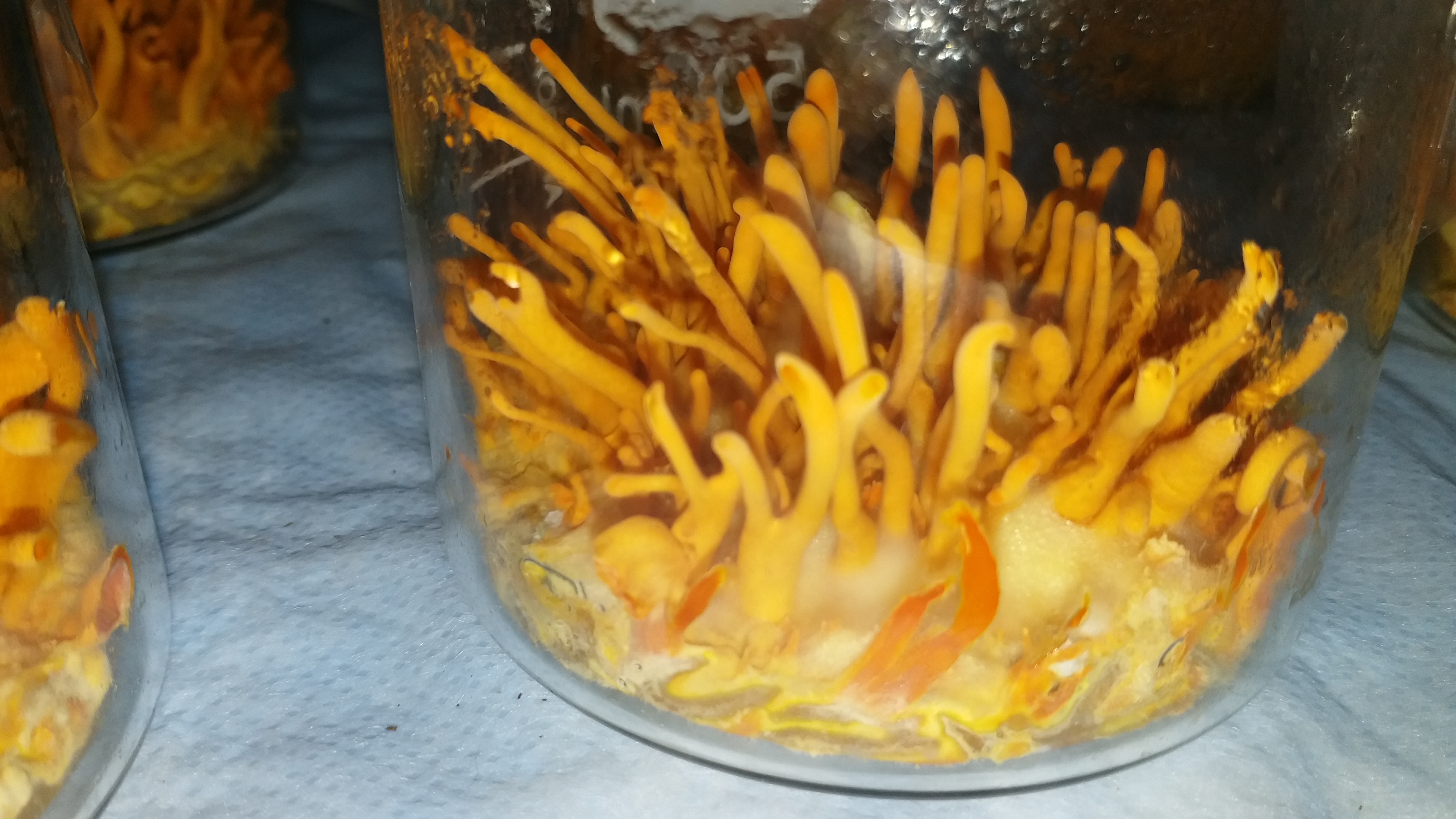 cordyceps militaris mushroom developed in solan