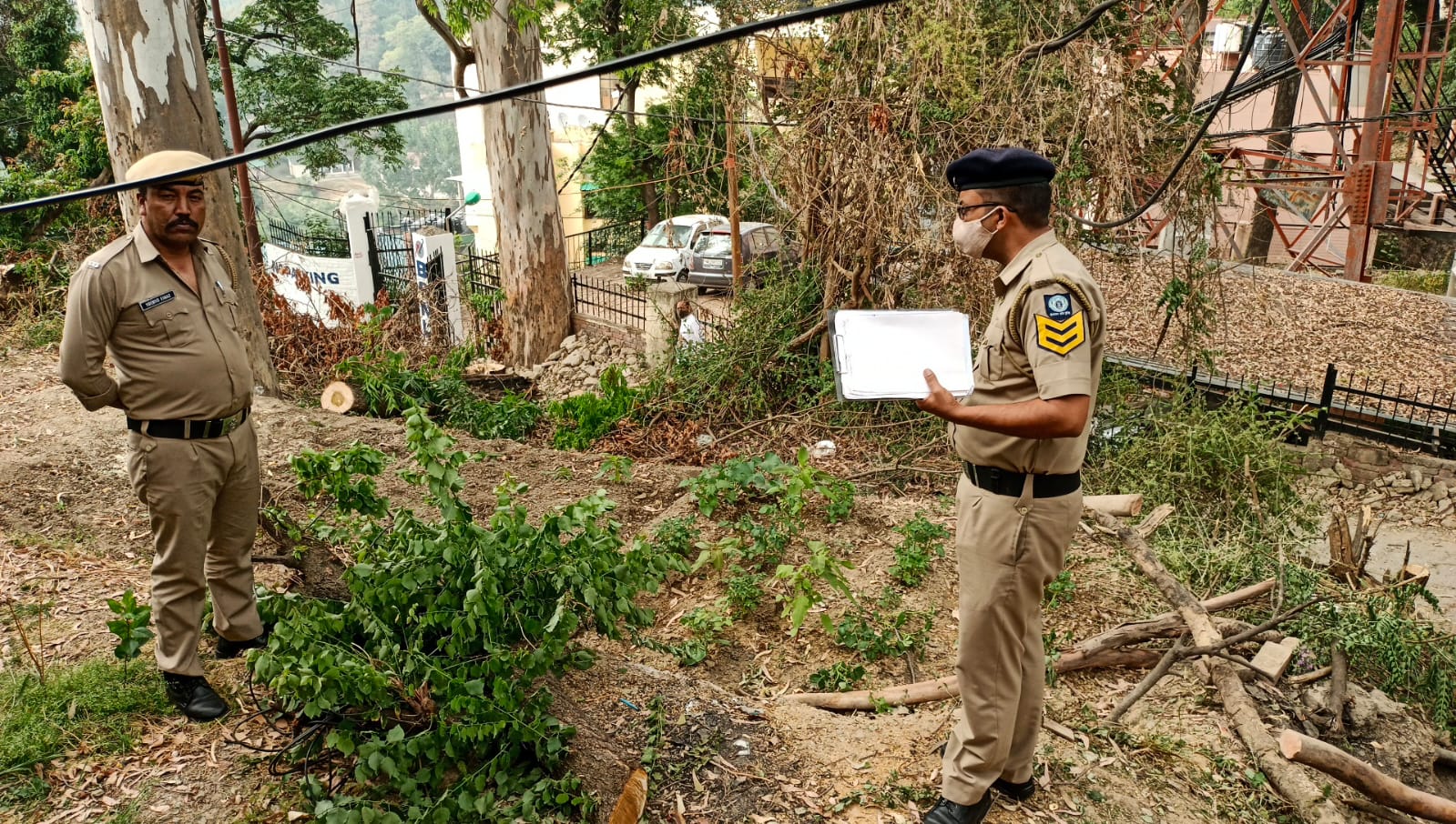 Illegal felling of trees in Jawahar Park Solan