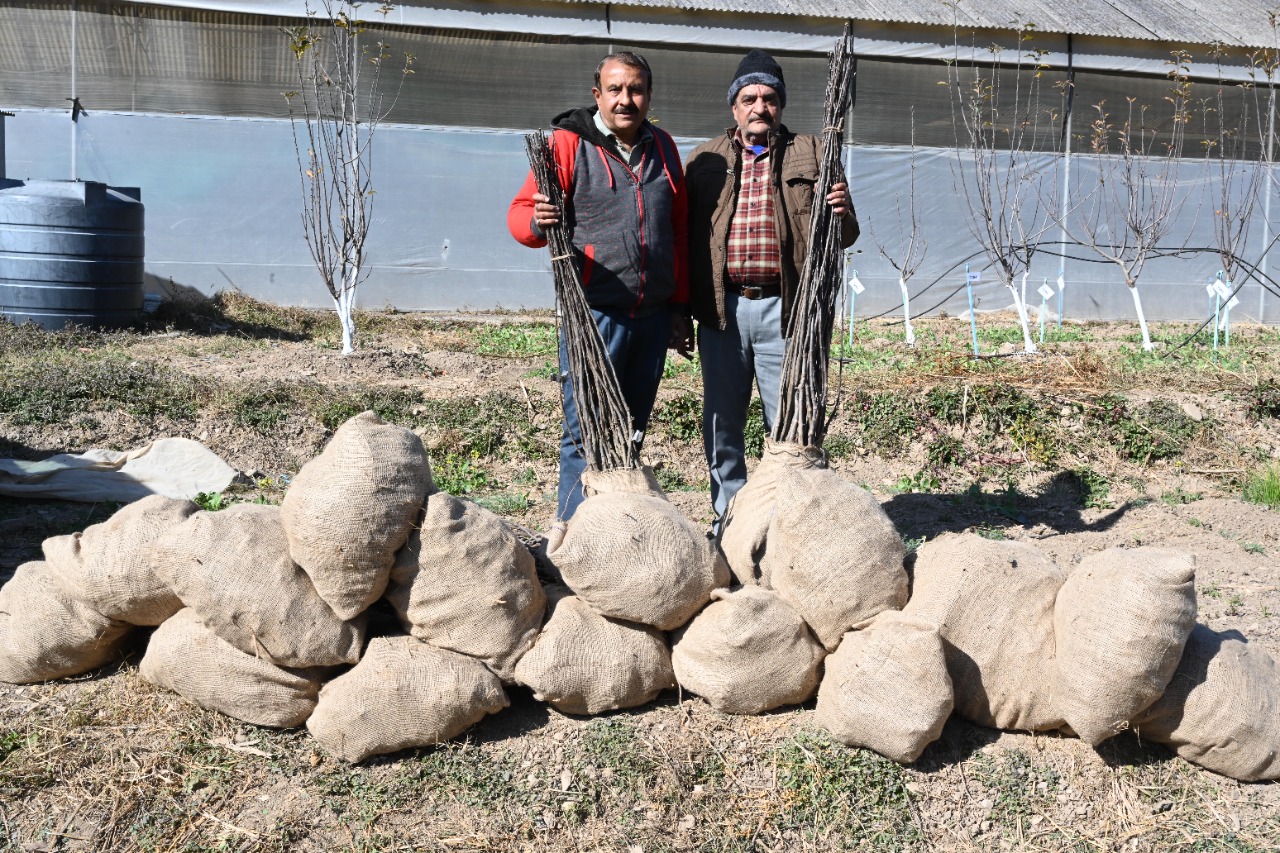 Growers buy fruitful plants from Nauni University.