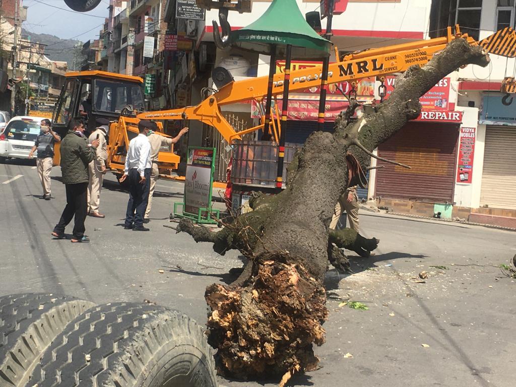 Removing trees from JCB