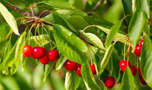 cherry cultivation in Himachal
