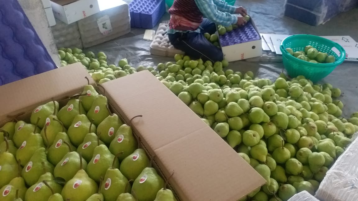 Pakham Pears