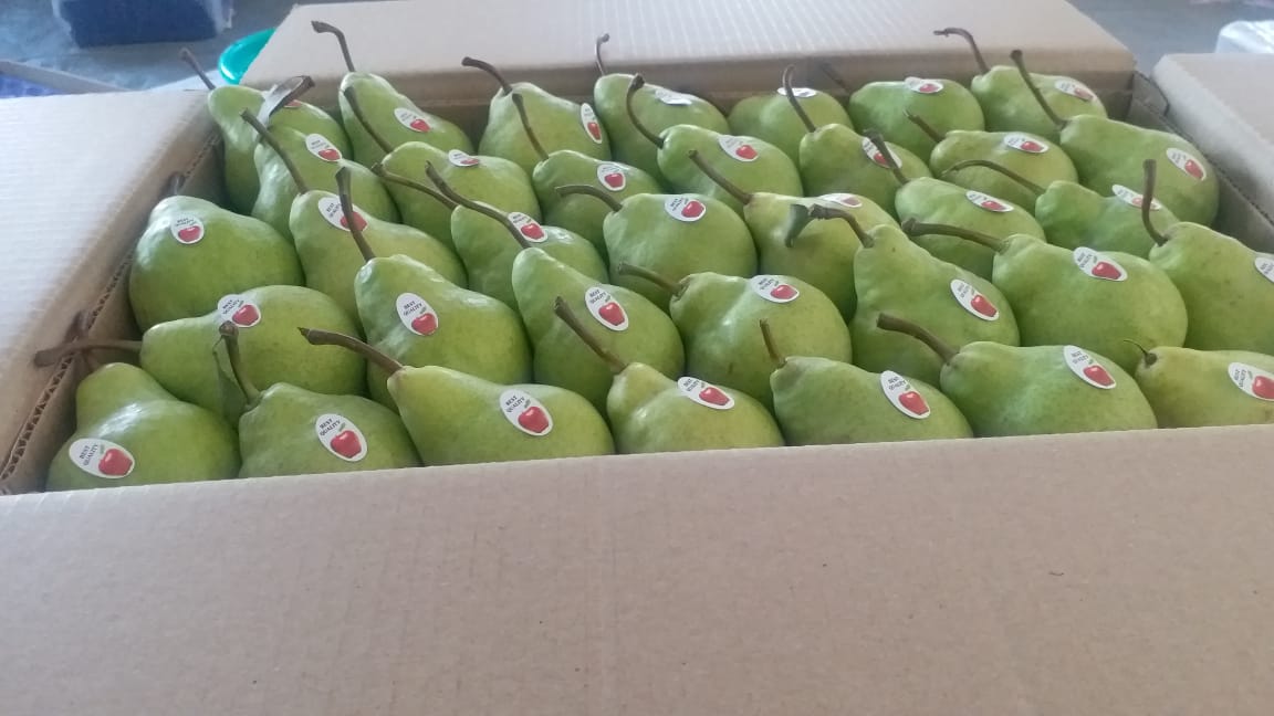 Pakham Pears