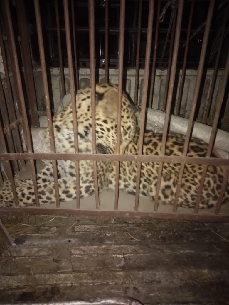 wildlife department caught Leopard in Rohru