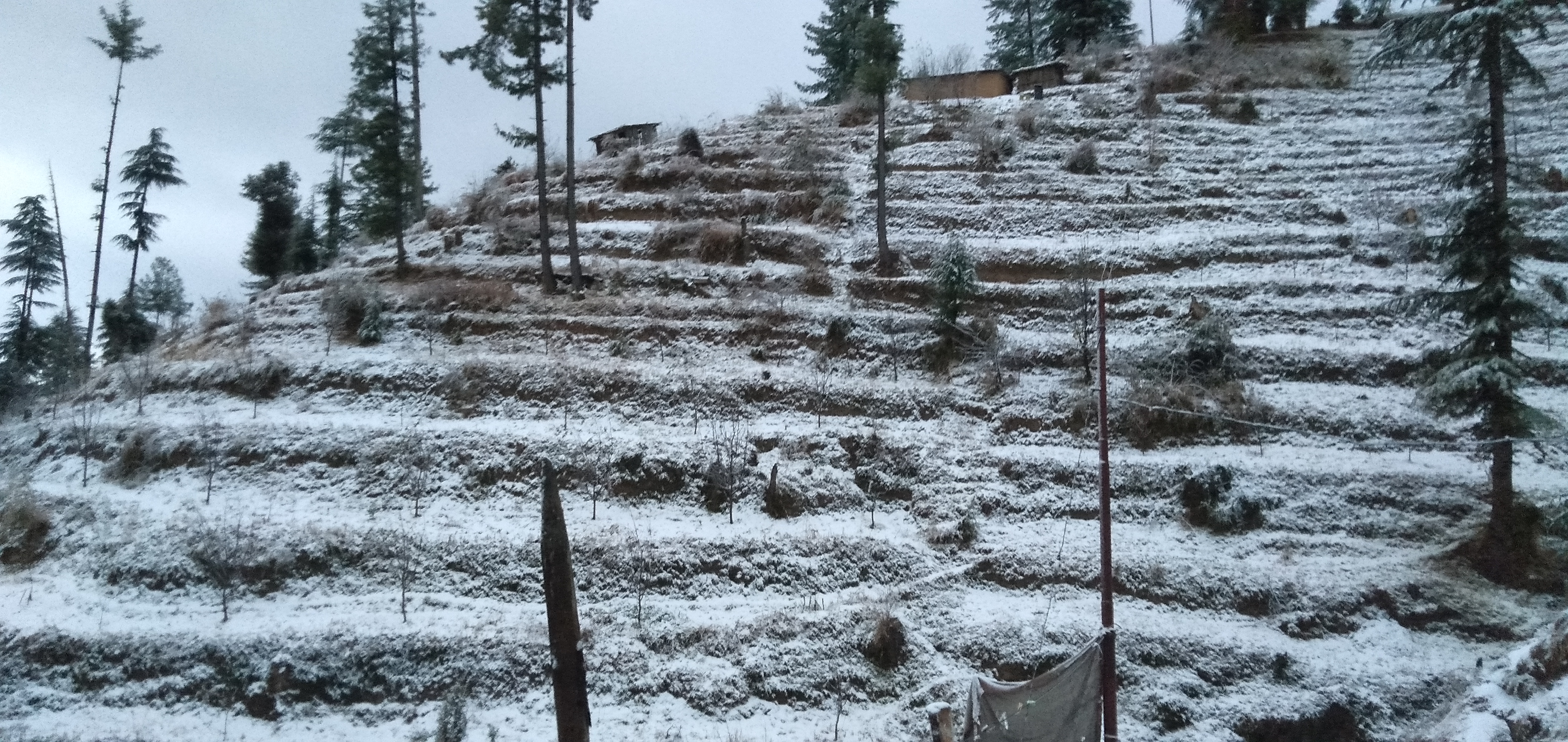 Himachal: Snowfall continues in Theog, Kufri and Narkanda