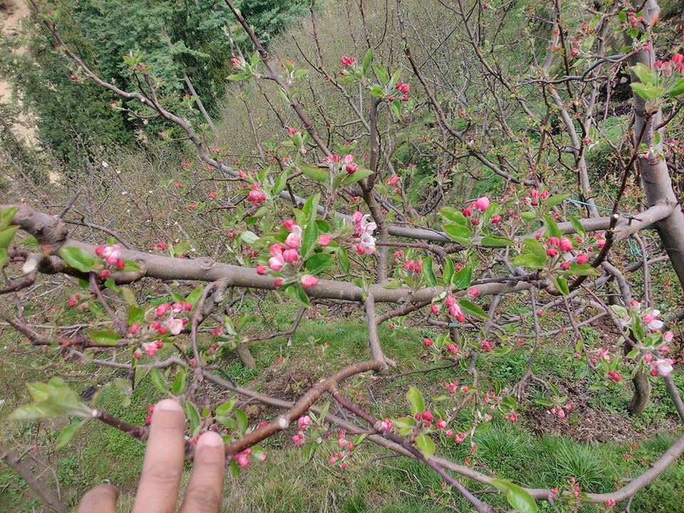 Chilling hours for apples