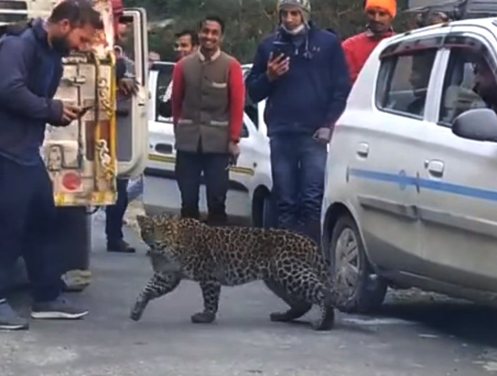 Why are leopards becoming cannibals in Himachal Pradesh