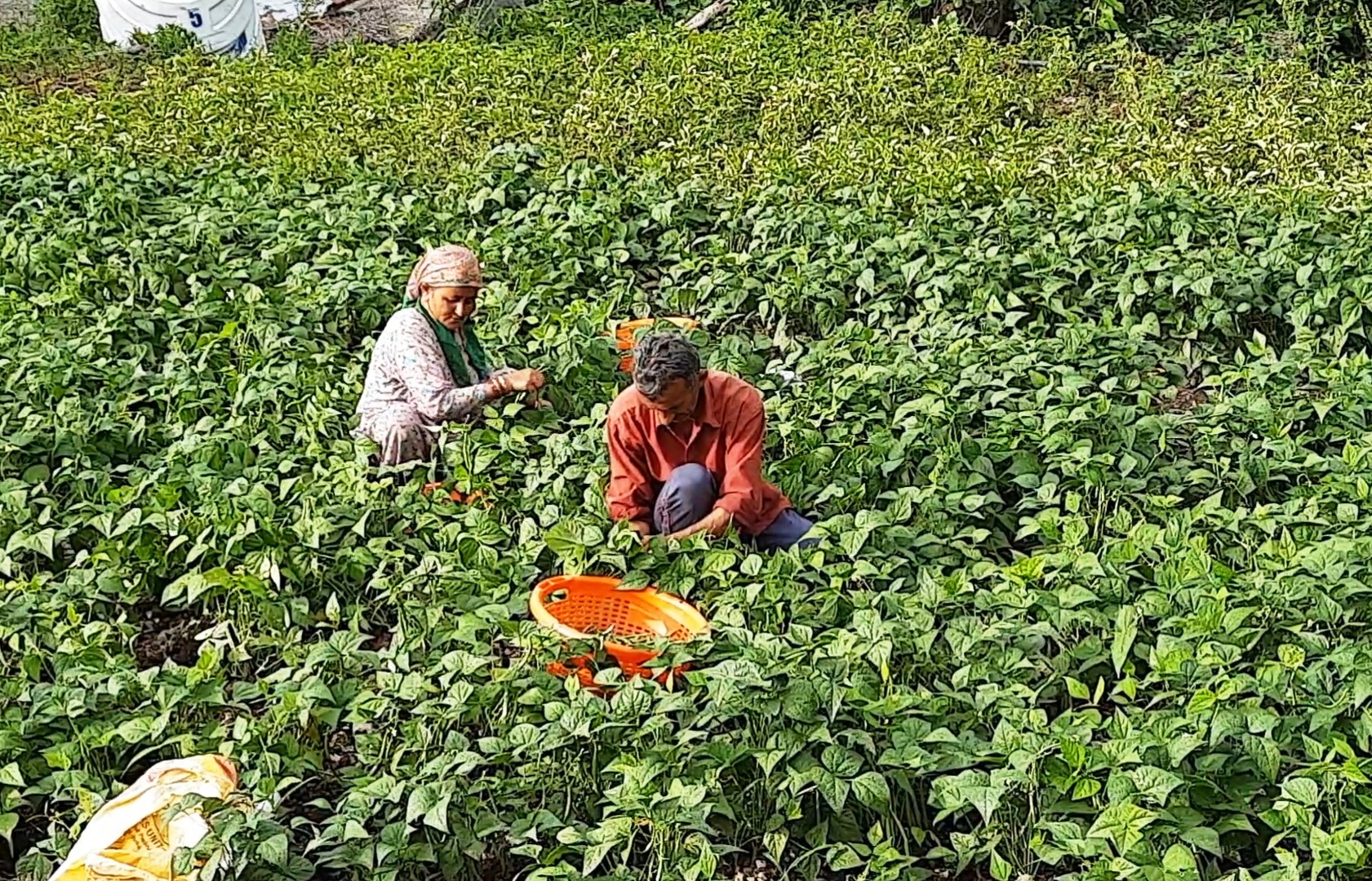 Women farmers in Himachal