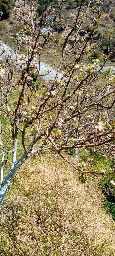 Damage to apple crop due to hailstorm in Himachal