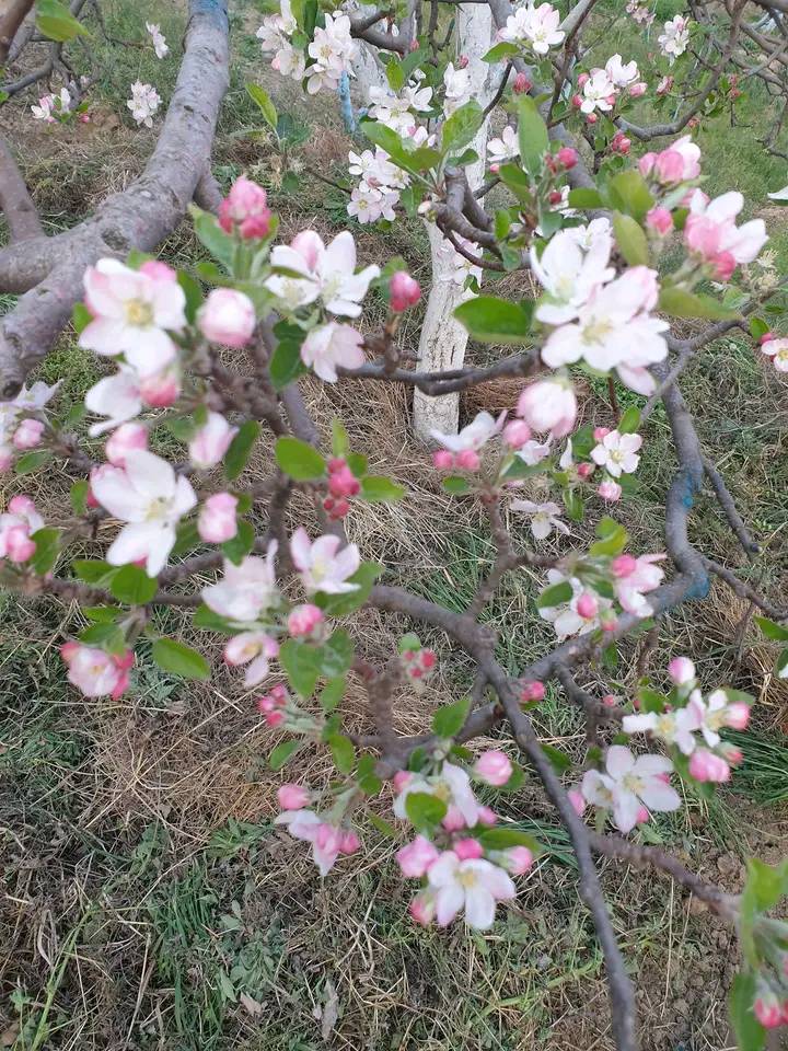 Damage to apple crop due to hailstorm in Himachal