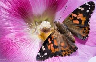 butterflies in Himachal