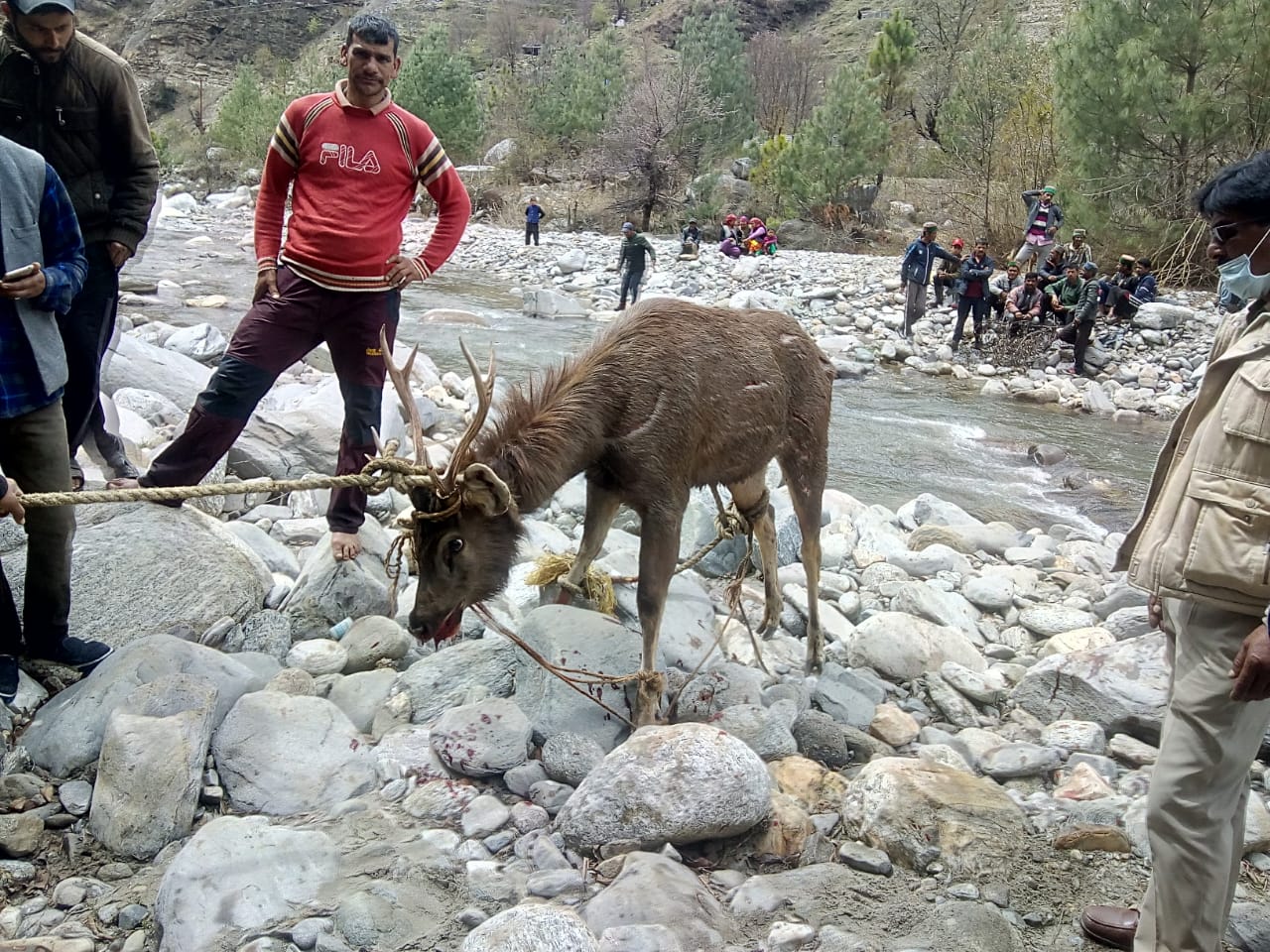 chamois stranded in river near shimla