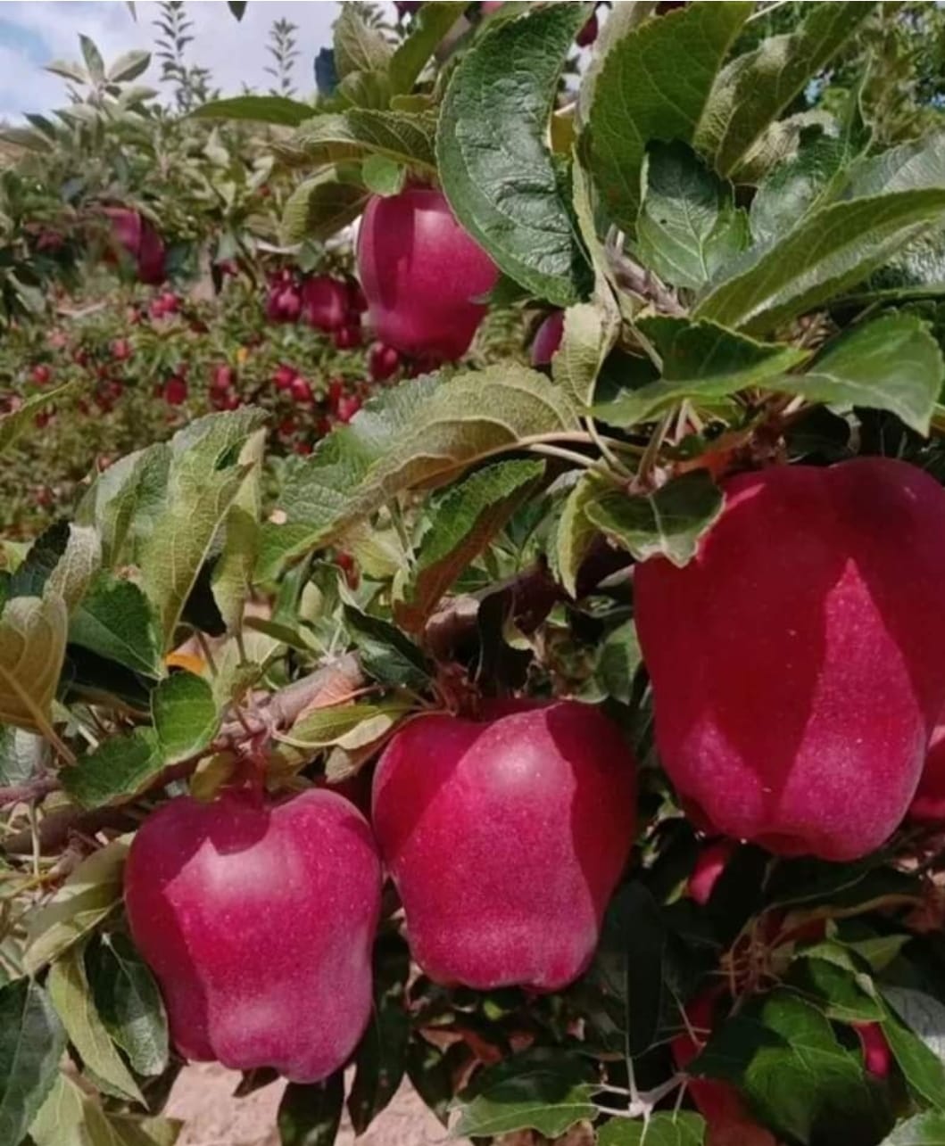 हिमाचल में साढ़े चार हजार करोड़ की आर्थिकी सेब की है