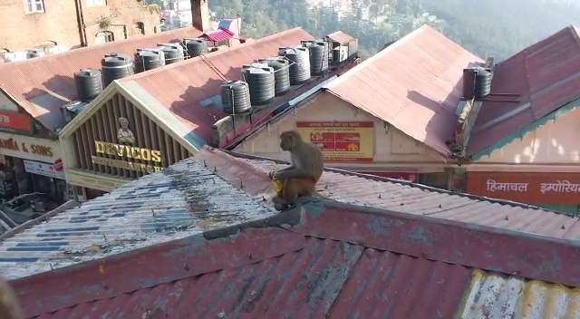 Monkey population decreased in Himachal