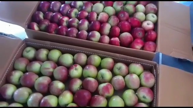 Apples in wine boxes in Shimla