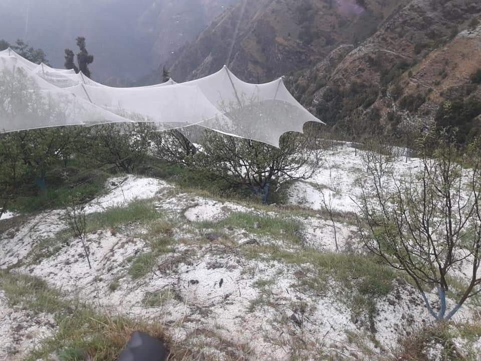 apple  crops damage by hail storm