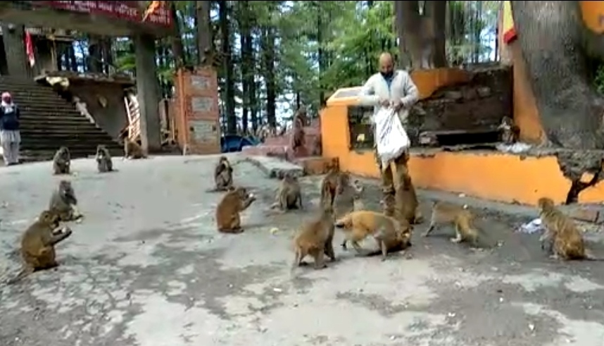 Businessman Rampal feeding monkeys