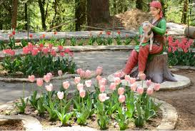 india third tulip garden becomes attraction for tourists in shimla
