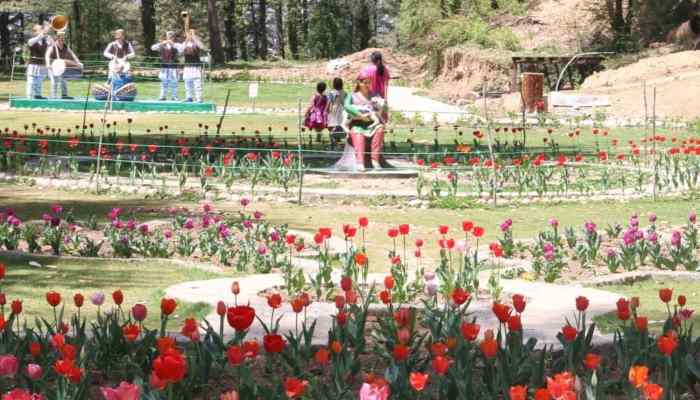 india third tulip garden becomes attraction for tourists in shimla