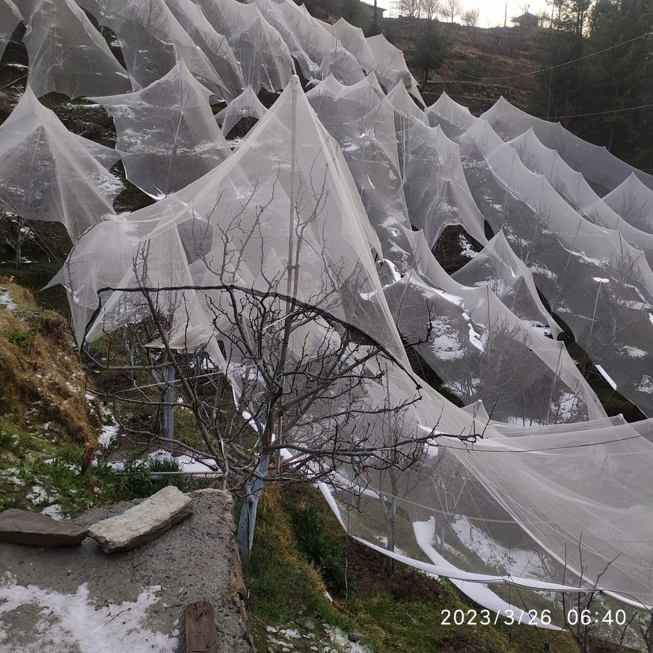 rain and snowfall in shimla