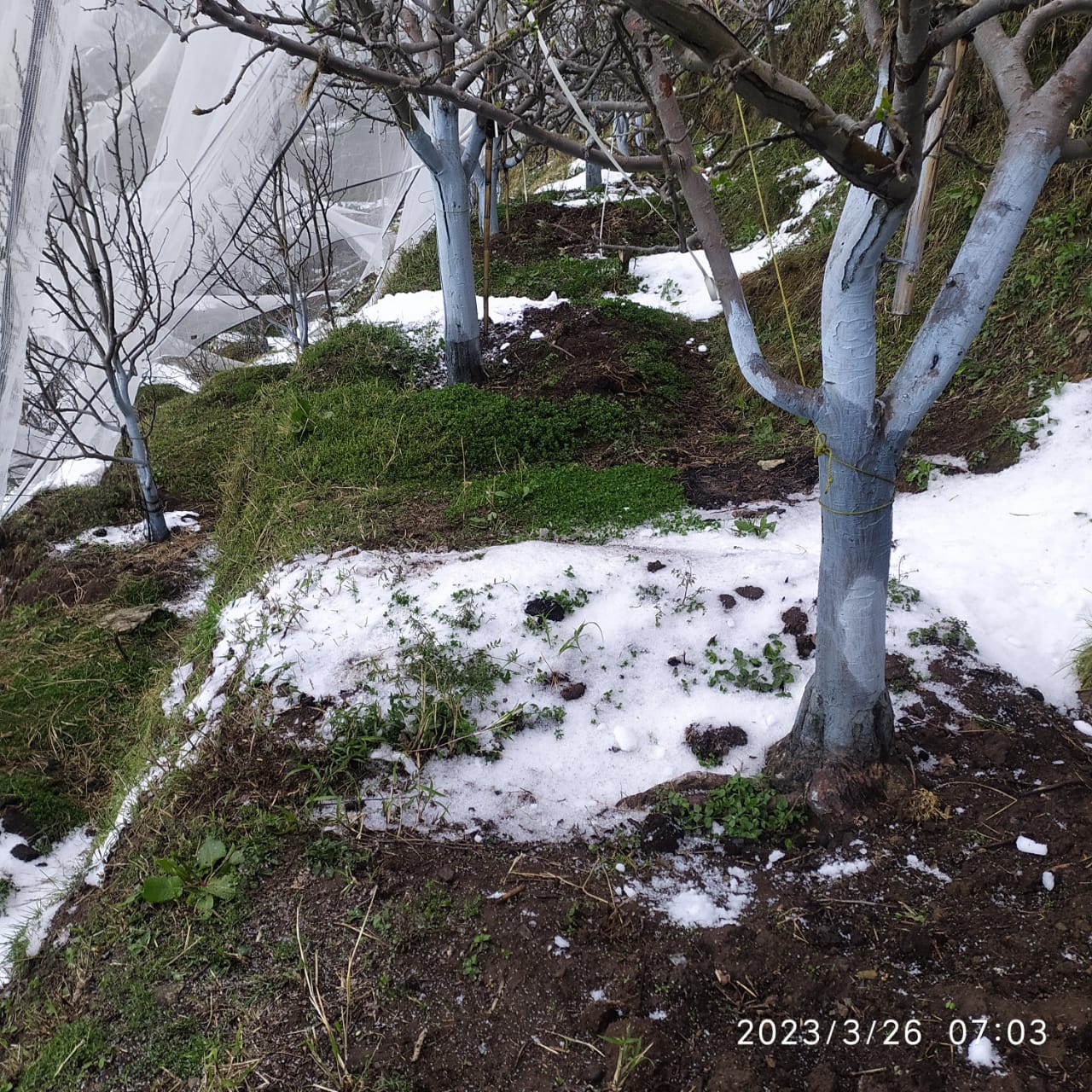 rain and snowfall in shimla