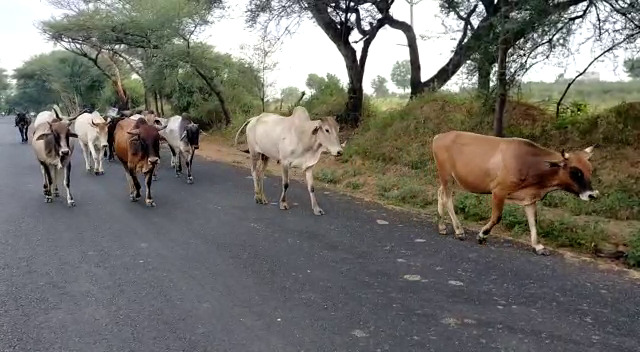 Kaithal district of Haryana due to stray animal