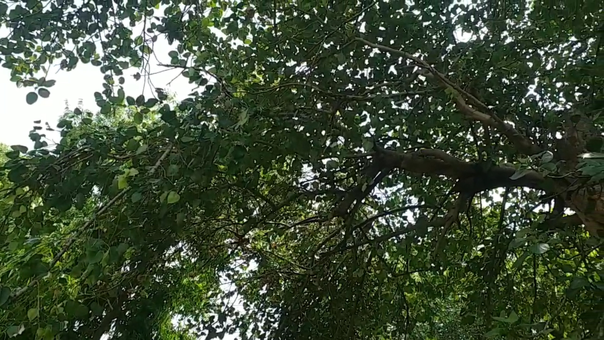 chandigarh three hundred year old banyan tree