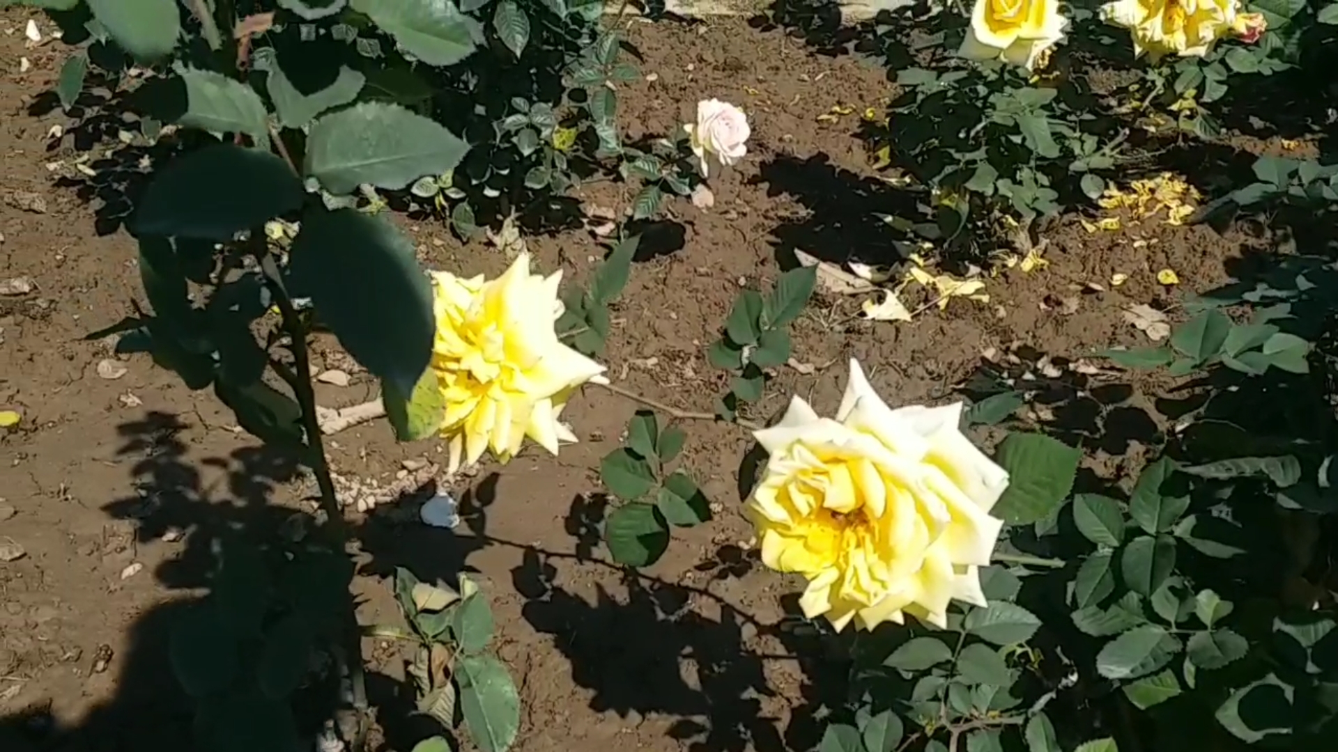 Zakir Hussain rose garden Chandigarh