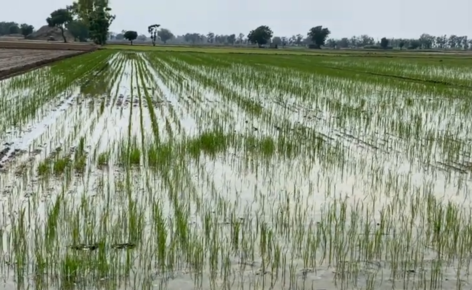 DSR Technique in Paddy Cultivation
