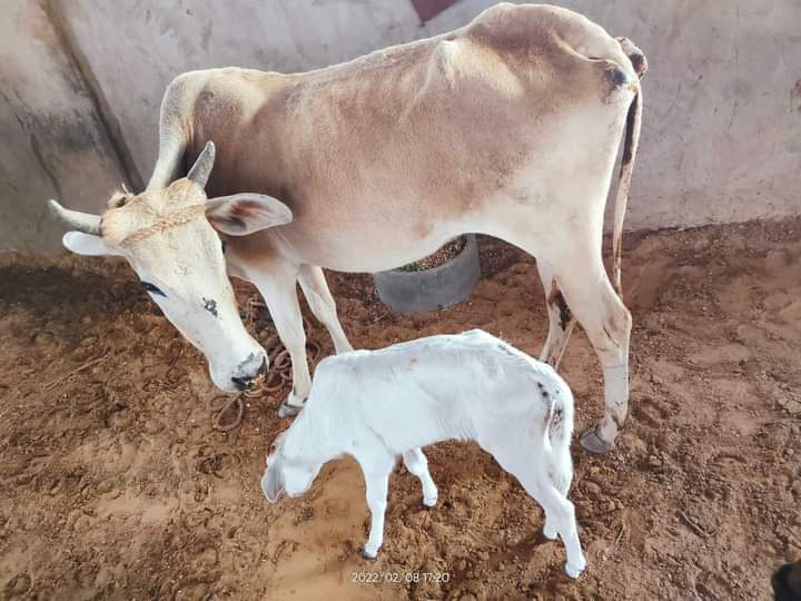 सरोगेसी तकनीक से गाय बनी मां