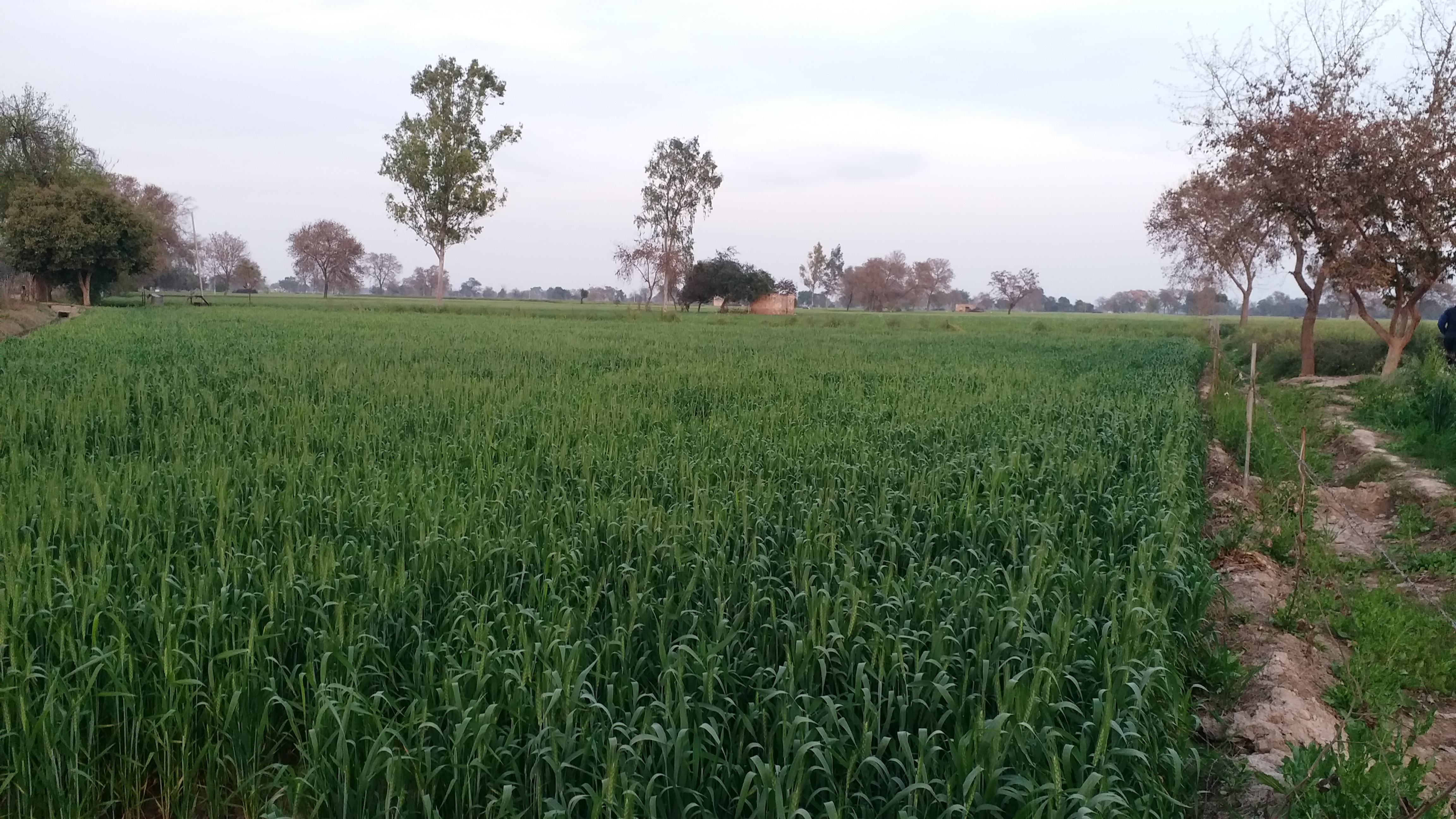 Wheat Cultivation in Haryana