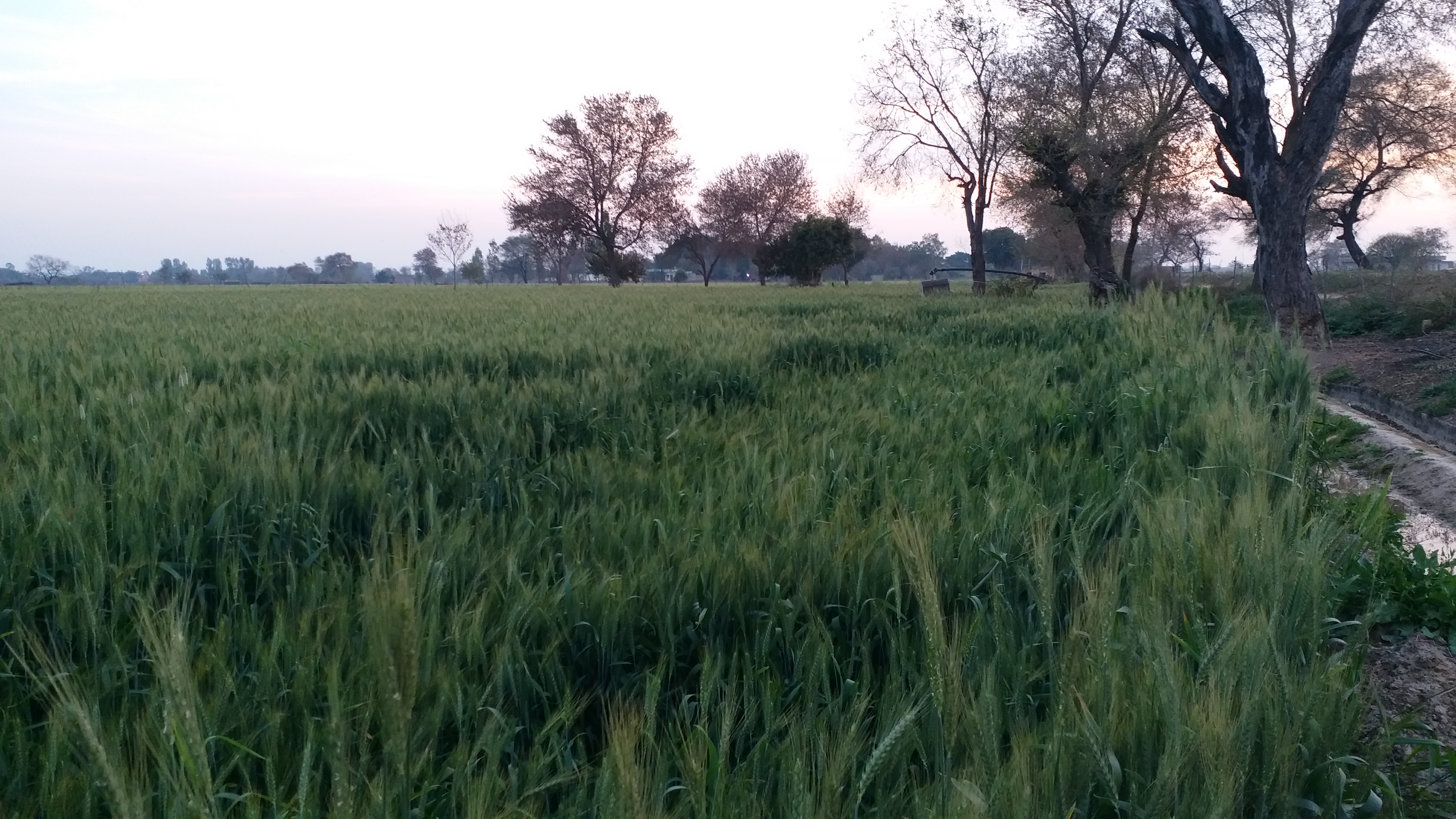 Wheat Cultivation in Haryana