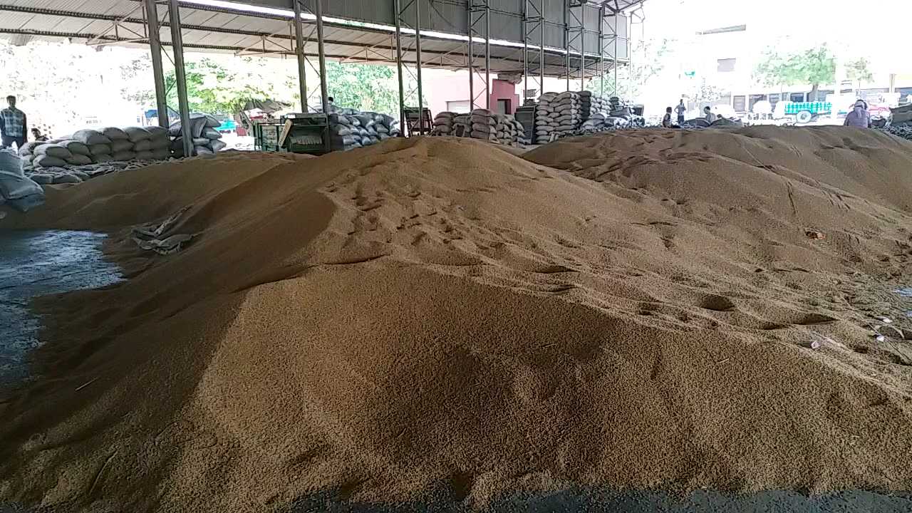 wheat in hisar grain market