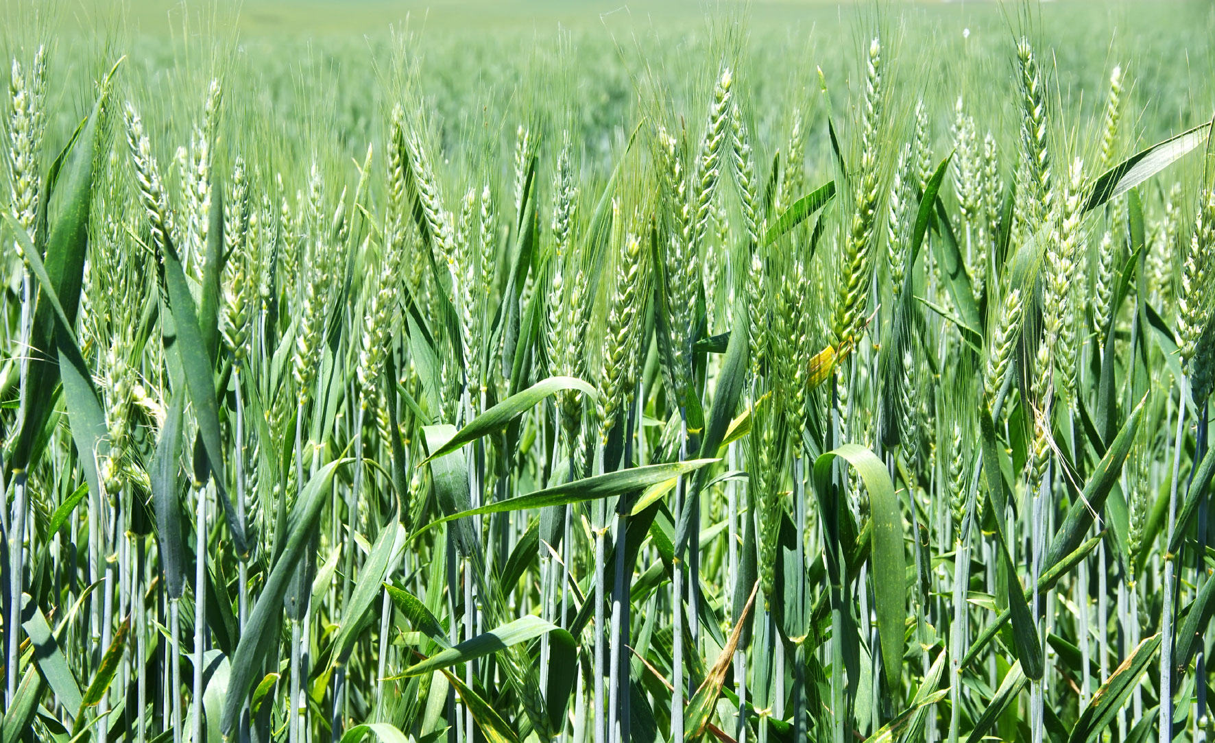 Wheat WH 1270 Demand Increased