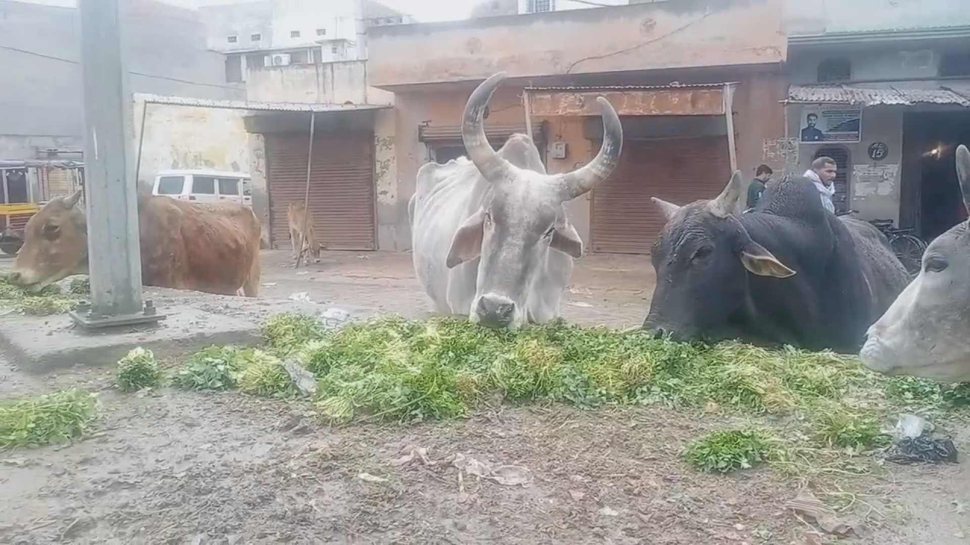 rate low of vegetables in narnaund vegetable market