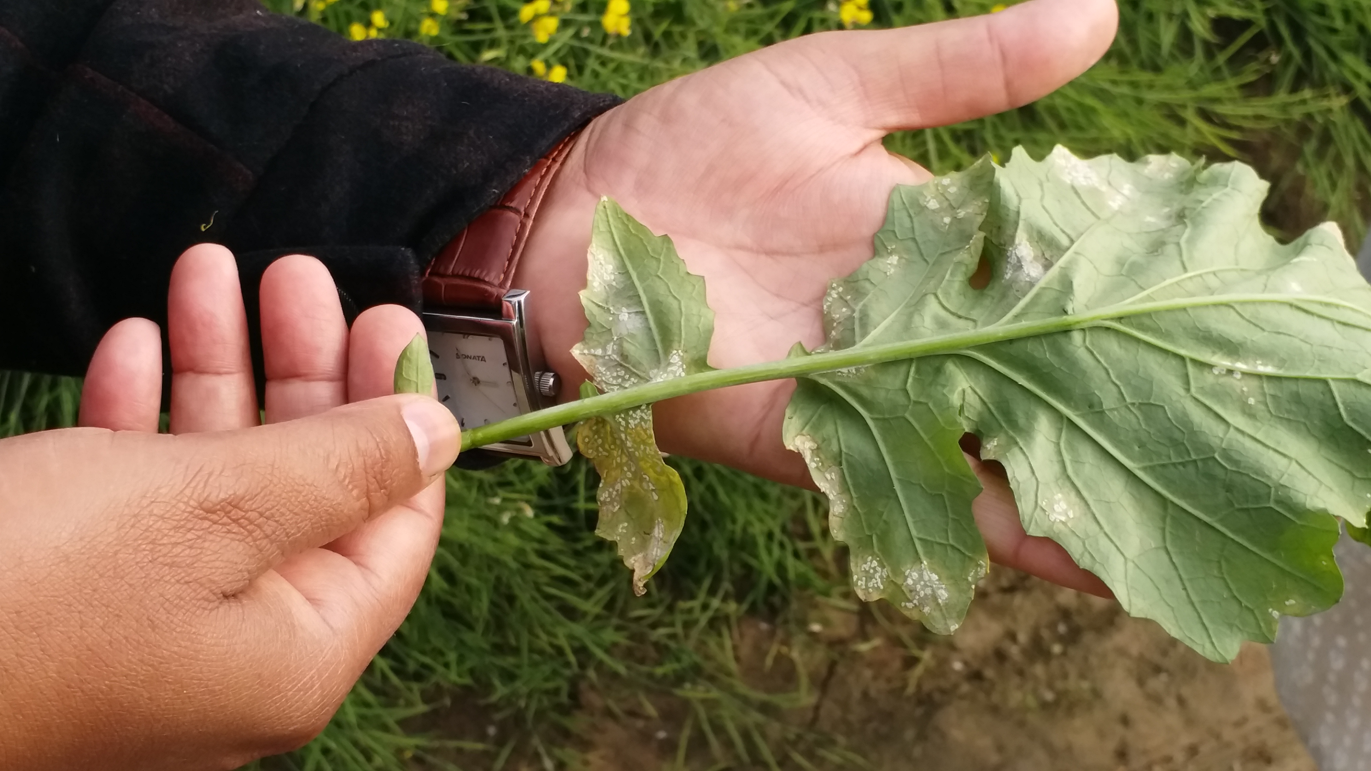 mustard crop protection from diseases