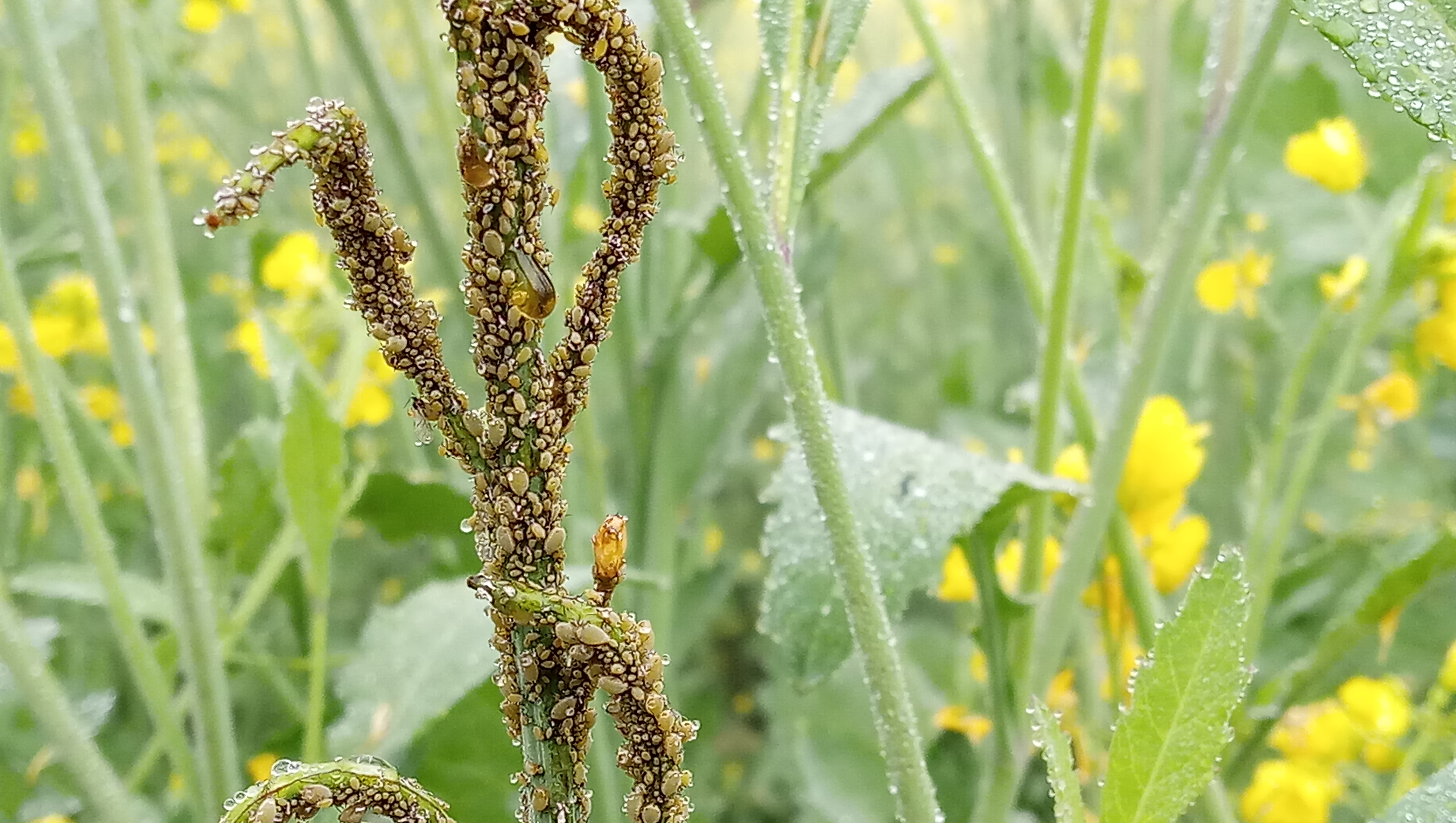 Outbreak of musta crop in mustard crop in hisar