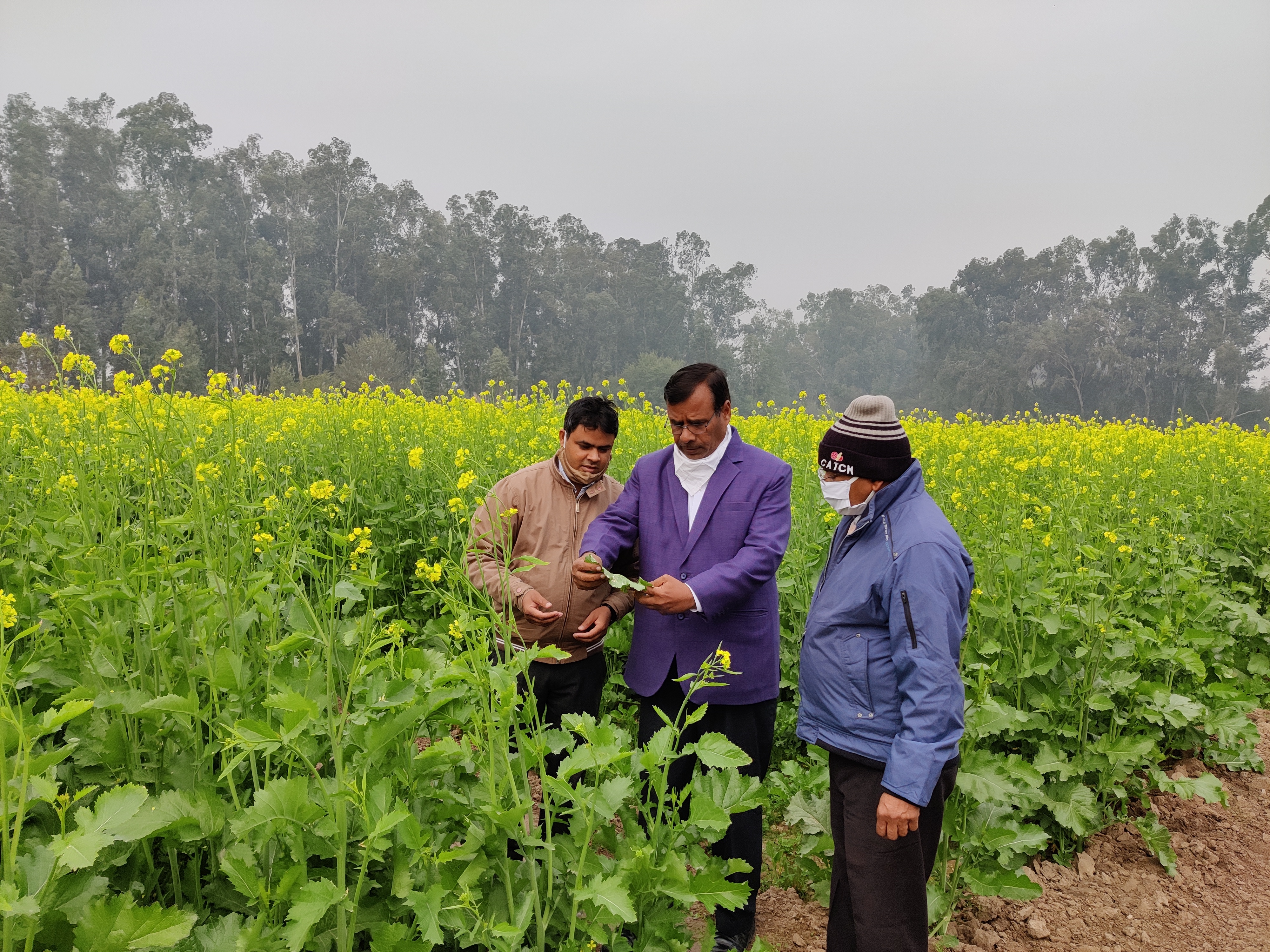 Scientists of the Department of Oilseeds in the Agricultural College told about the diseases of farmers early and late mustard