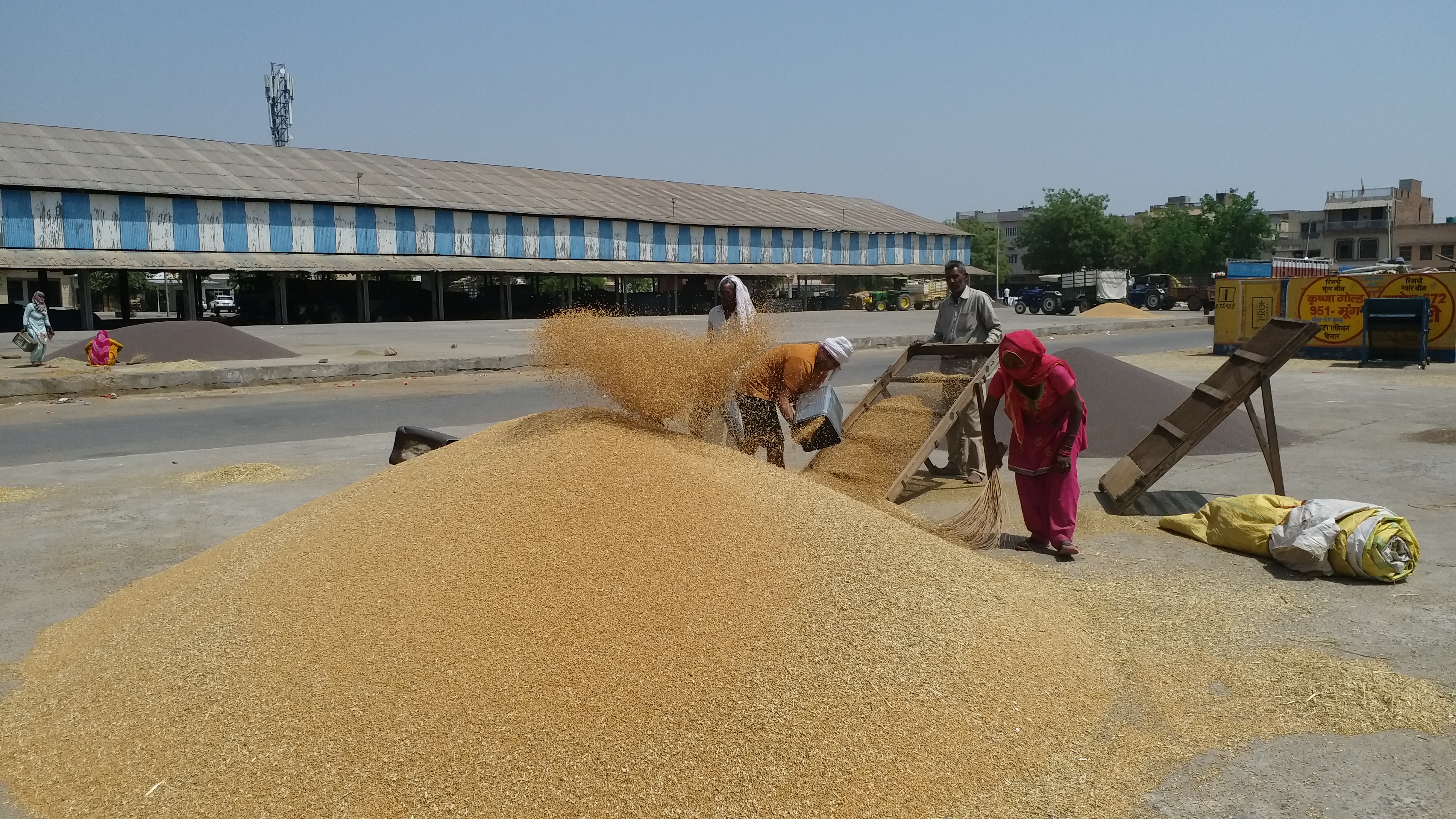 Reduction in wheat production in Haryana