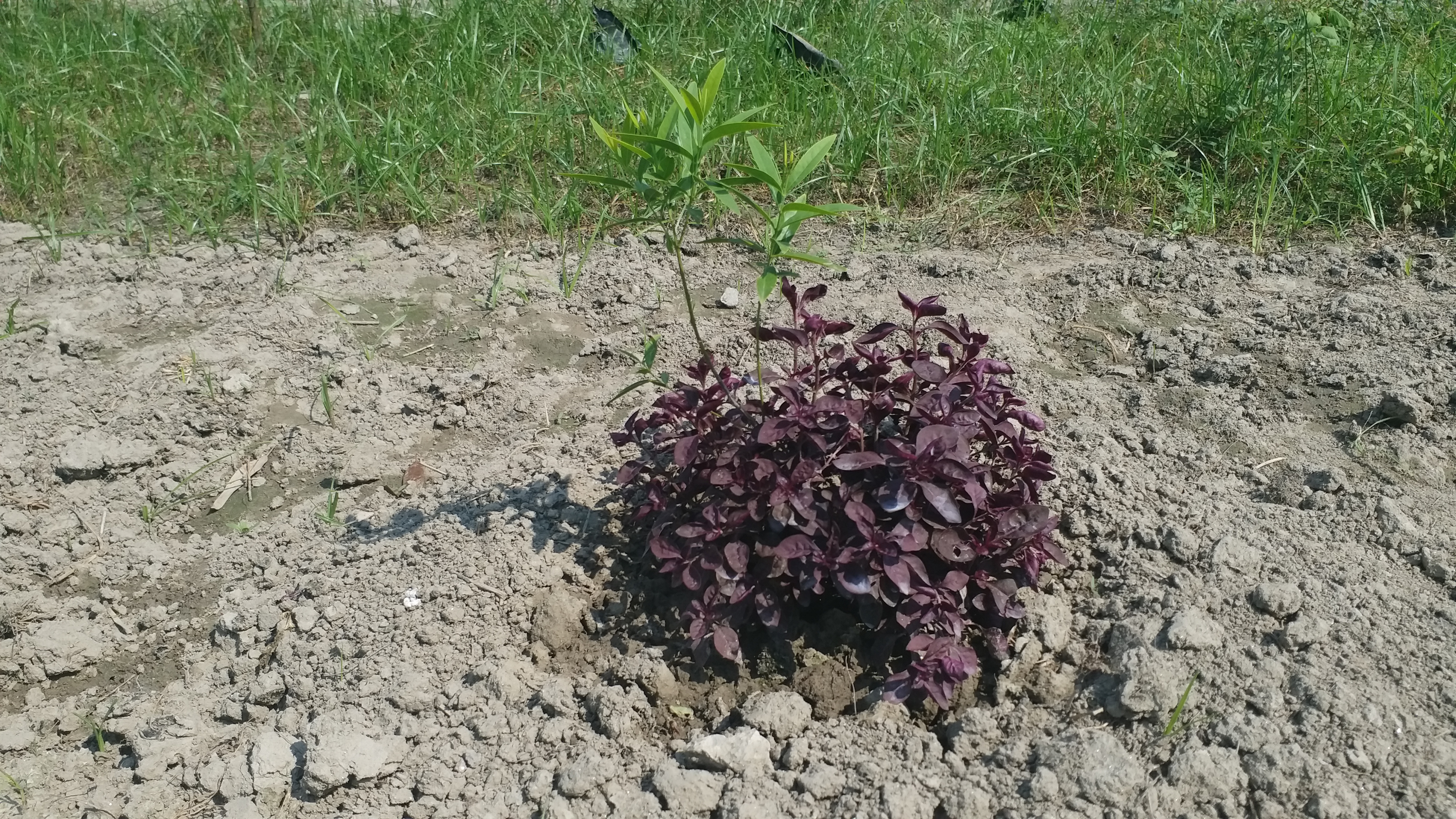 How To Start Sandalwood Cultivation