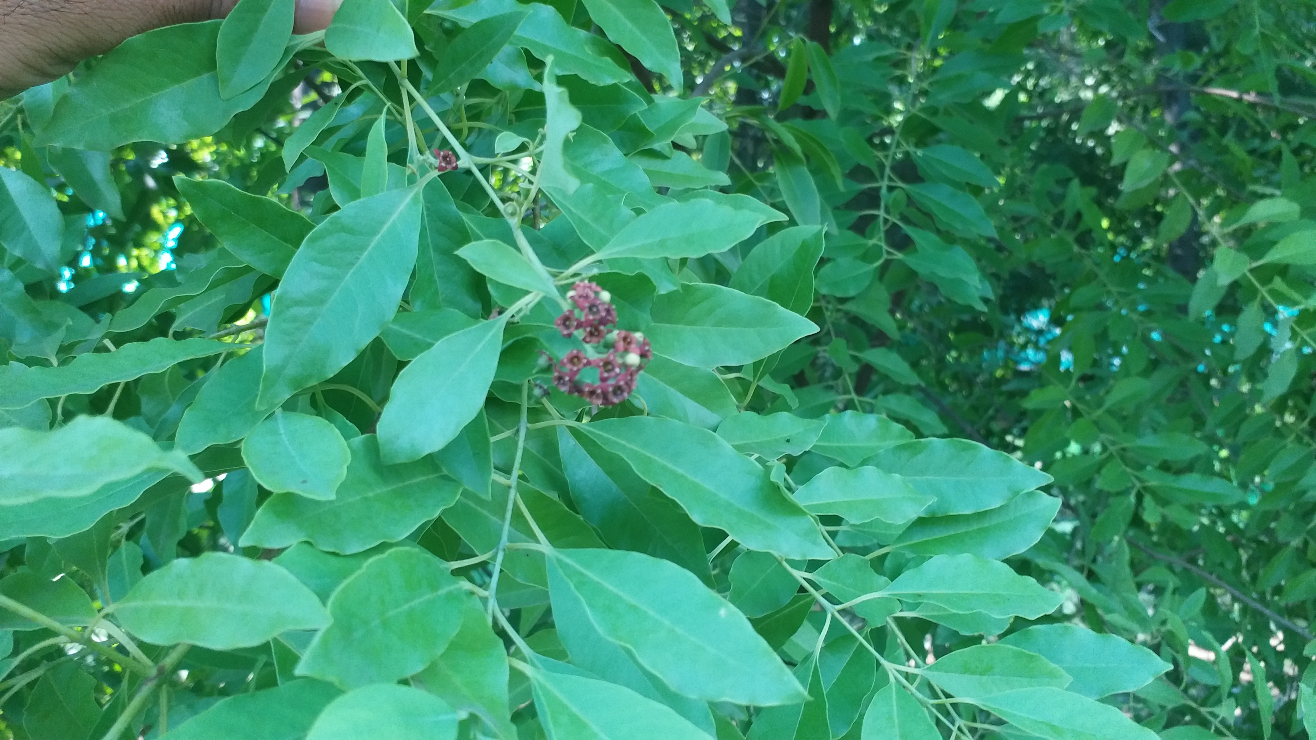 How To Start Sandalwood Cultivation