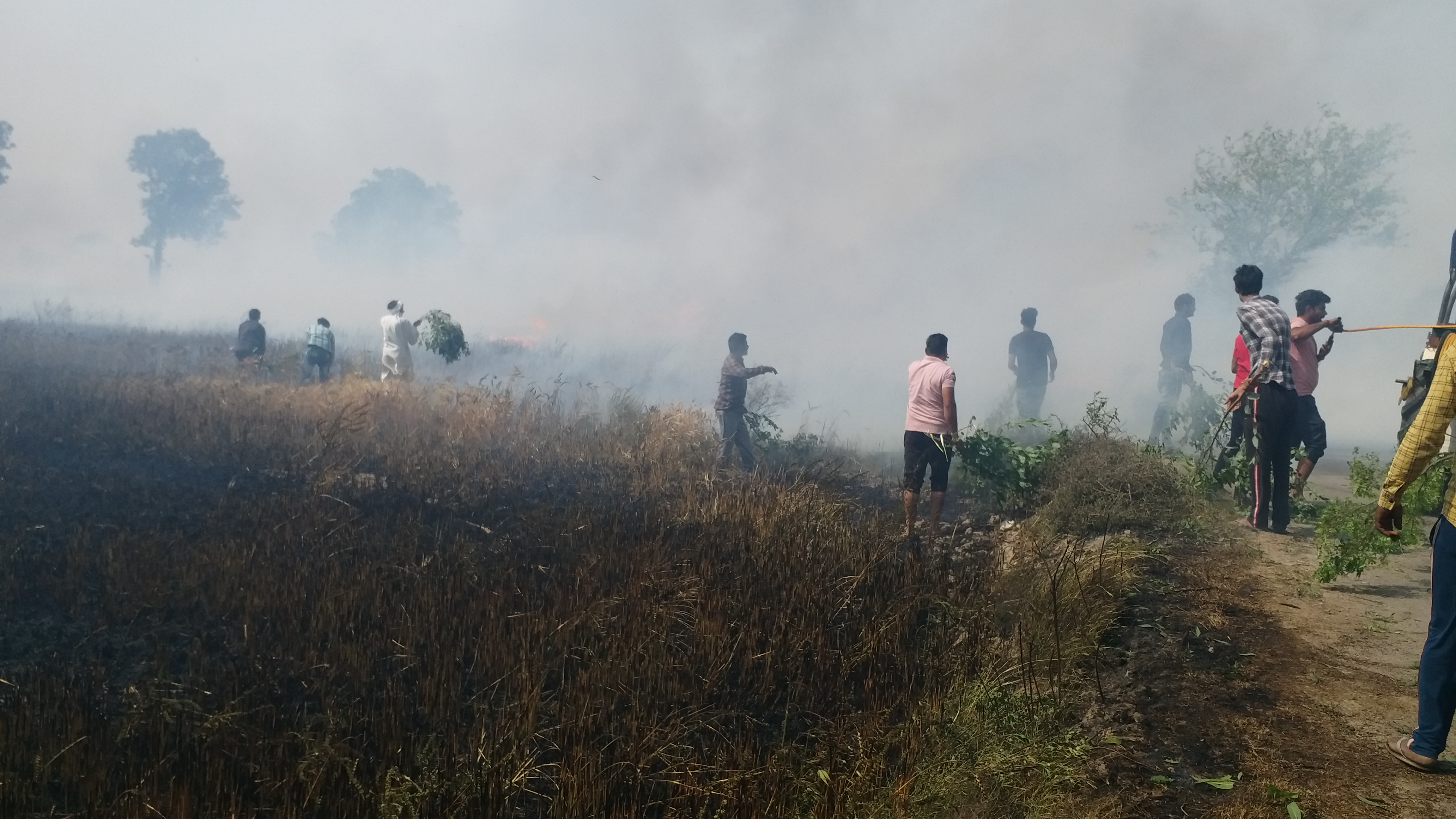 karnal 100 acres field fire