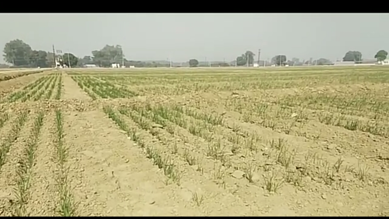 Karnal National Institute of Wheat and Barley aims to produce 112 million tonnes Wheat