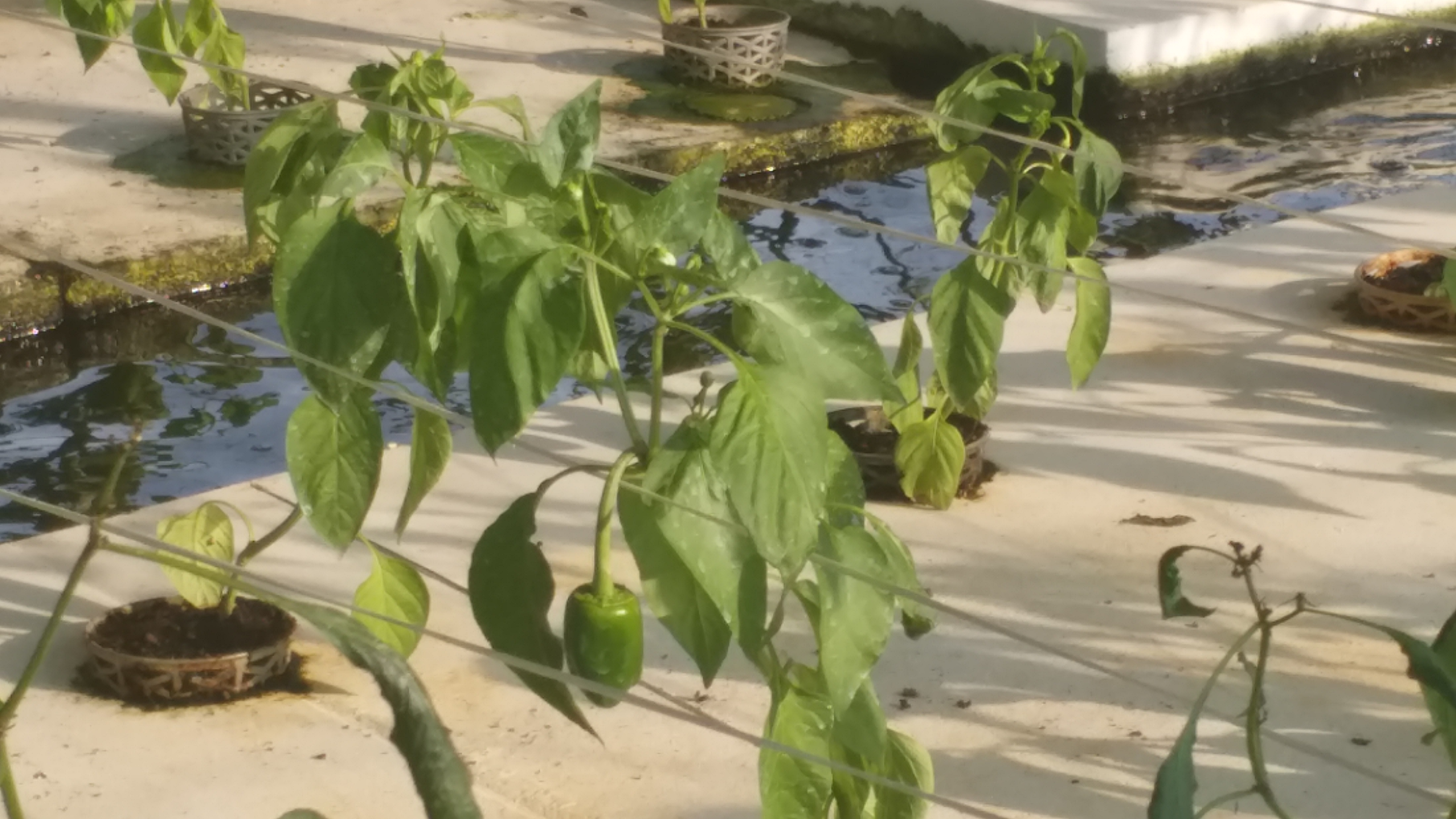 aeroponic technology with fish farming