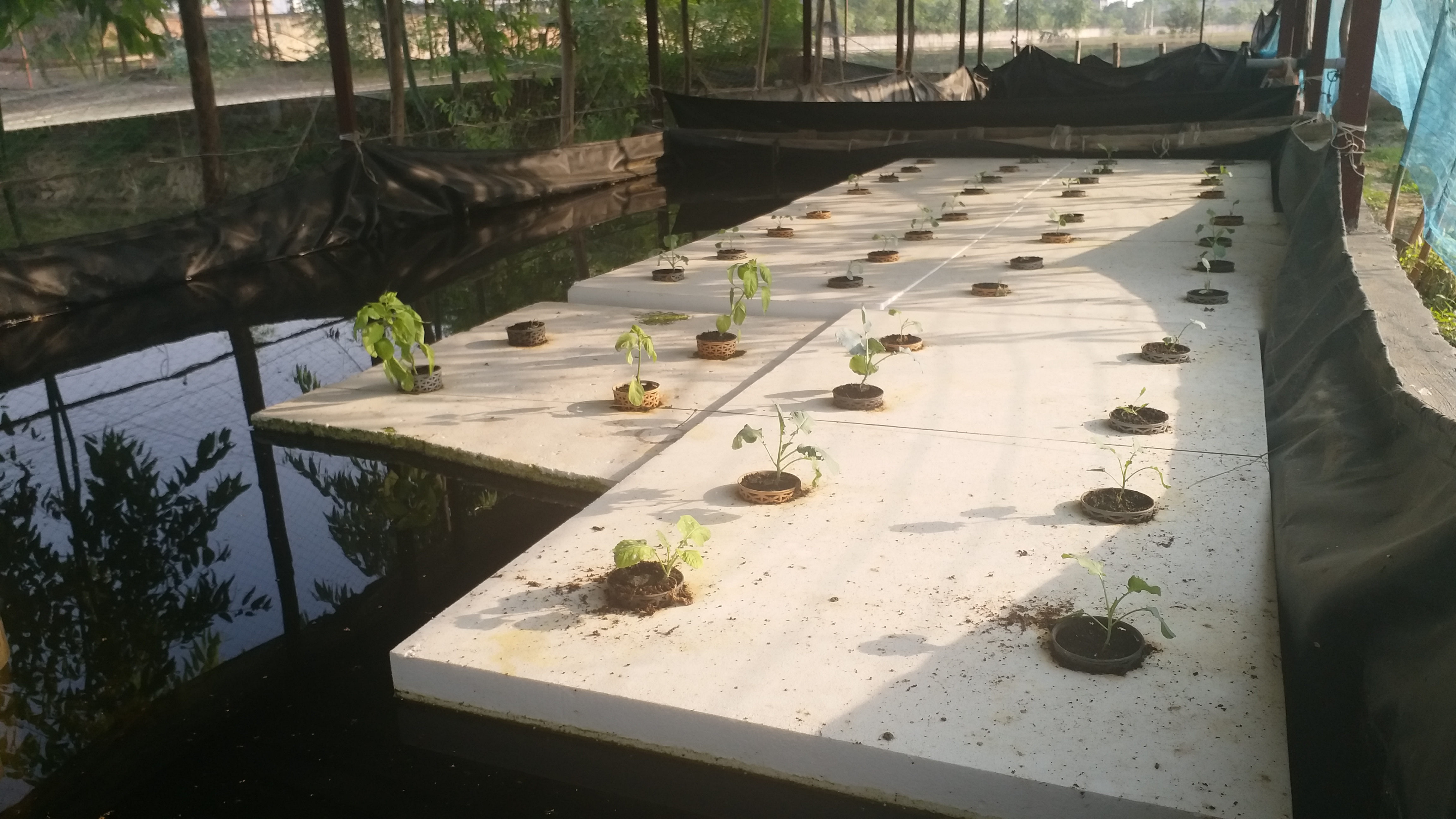 aeroponic technology with fish farming